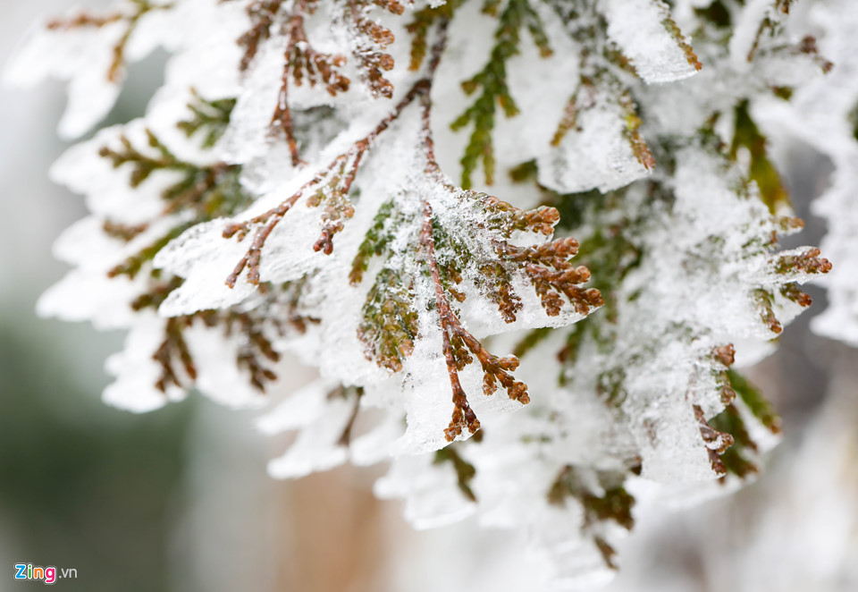 Hoa đào rừng rét quắt trong băng tuyết Sa Pa